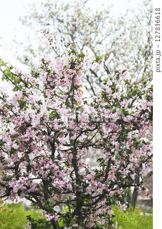 桜の花びら 127836618