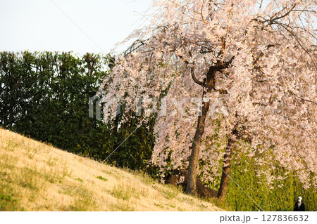春の陽射しを浴びる満開の桜 春の陽射しを浴びる満開の桜 127836632
