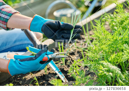 Growing onion plant, young seedling in hands of gardener with pruning shears Growing onion plant, young seedling in hands of gardener with pruning shears 127836658