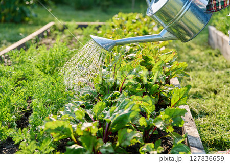 Close-up of watering can in hands watering beet plants Close-up of watering can in hands watering beet plants 127836659