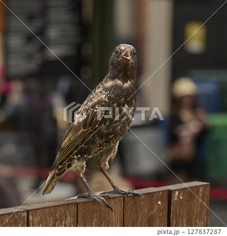 Urban Starling Perched on Wooden Fence 127837287