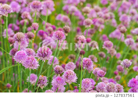Blooming chive, allium schoenoprasum in summer garden, close up view of vibrant purple flower macro 127837561
