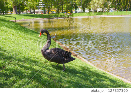 Elegant black swan standing on green grass near pond on blurred background of water and other birds Elegant black swan standing on green grass near pond on blurred background of water and other birds 127837590