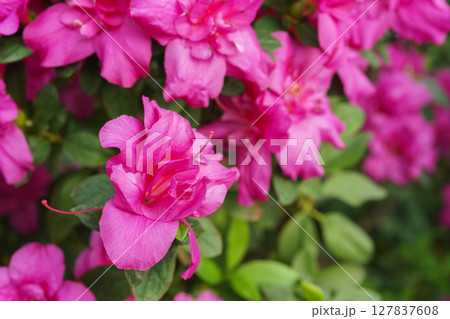 Blooming pink japan Azalea Ericaceae flowers, rhododendron flower macro, background 127837608
