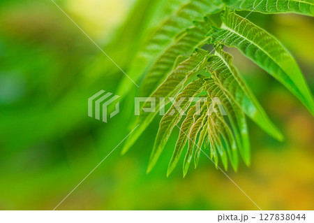 Large branch with large walnut tree leaves close-up on blurred yellow-green abstract background with copy space. Natural surroundings, botany garden theme Large branch with large walnut tree leaves close-up on blurred yellow-green abstract background with copy space. Natural surroundings, botany garden theme 127838044