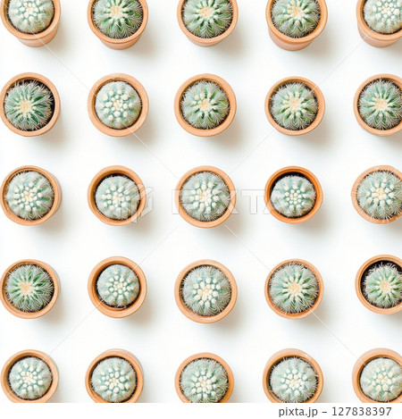 Succulent Cactus Plants Pattern Minimalist Potted Greenery Design Botanical Background Terracotta Succulent Cactus Plants Pattern Minimalist Potted Greenery Design Botanical Background Terracotta 127838397