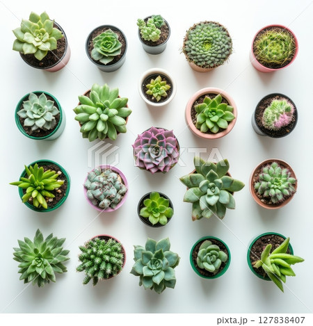 Succulent Plants Collection Colorful Potted Cactus Variety Home Decor Top Pink View Life Green Brown Succulent Plants Collection Colorful Potted Cactus Variety Home Decor Top Pink View Life Green Brown 127838407
