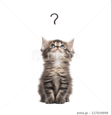Curious fluffy kitten with striped fur looks up at question mark, conveying sense of wonder and playfulness. background is plain, highlighting kitten expression Curious fluffy kitten with striped fur looks up at question mark, conveying sense of wonder and playfulness. background is plain, highlighting kitten expression 127839999