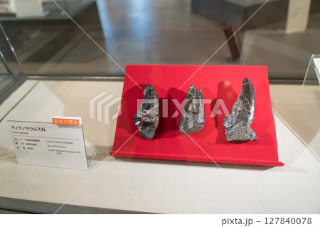 ティラノサウルスの歯の化石 ティラノサウルスの歯の化石 127840078