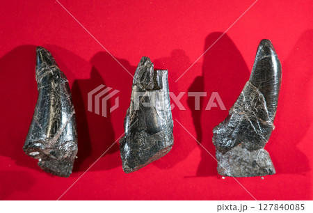 ティラノサウルスの歯の化石 127840085