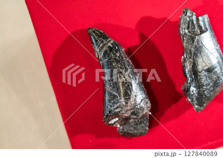 ティラノサウルスの歯の化石 ティラノサウルスの歯の化石 127840089