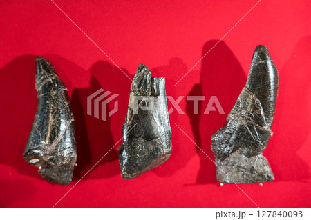 ティラノサウルスの歯の化石 127840093