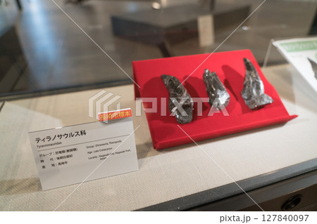 ティラノサウルスの歯の化石 127840097