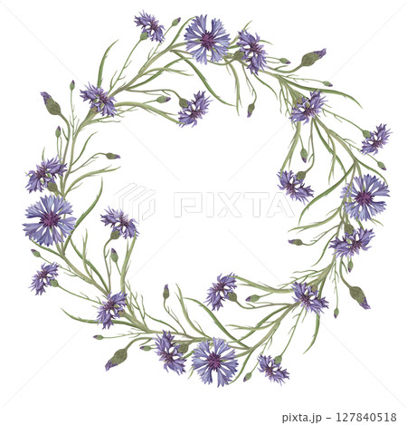 Watercolor frame of cornflower flower. Hand-drawn clip-art on white background. Delicate realistic images of Medicinal herbs for packaging, textiles, printing, holiday cards, wedding, menu 127840518