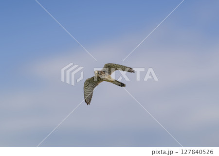 青空を背景に飛翔するチョウゲンボ 127840526