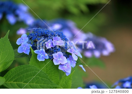 額紫陽花 額紫陽花 127840800