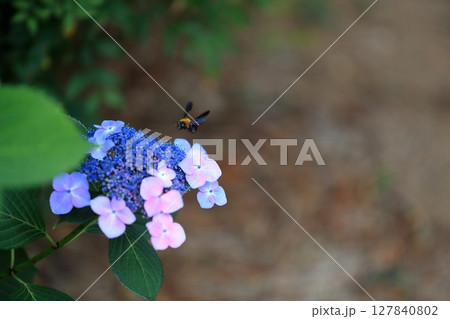 額紫陽花 額紫陽花 127840802