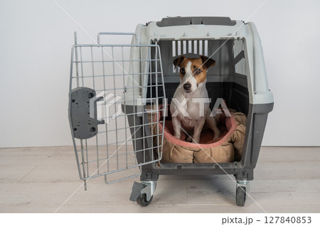 Jack Russell Terrier Dog in Pet Travel Box. Jack Russell Terrier Dog in Pet Travel Box. 127840853