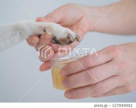 The owner puts wax on the dog's paws.  127840882