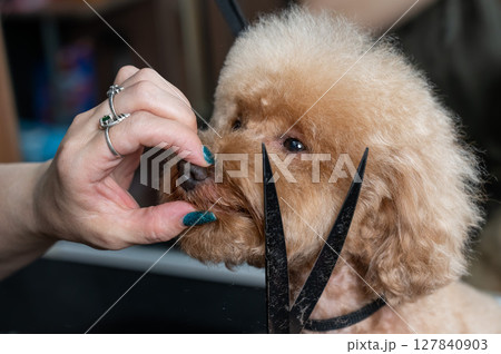 Groomer grooming a chocolate mini poodle. Groomer grooming a chocolate mini poodle. 127840903