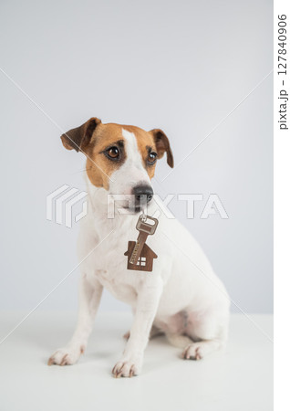 Jack Russell Terrier Dog Holding House Keys.  127840906