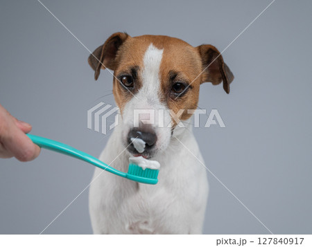 The owner offers the Jack Russell Terrier to brush her teeth. The dog licks the toothpaste.  127840917
