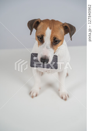 Jack Russell Terrier Dog Holding Credit Card. Jack Russell Terrier Dog Holding Credit Card. 127840962
