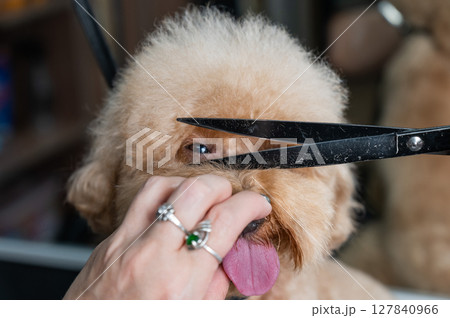Groomer grooming a chocolate mini poodle. Groomer grooming a chocolate mini poodle. 127840966