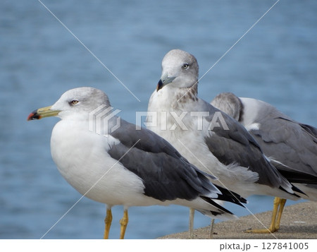 ウミネコ 海鳥 ウミネコ 海鳥 127841005