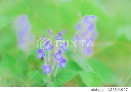 雨上がりの春の山道に咲くタツナミソウ 127841047