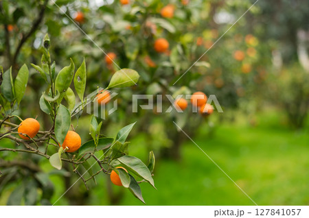 Tangerines grow on a tree.  127841057