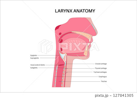 Larynx anatomy poster Larynx anatomy poster 127841305