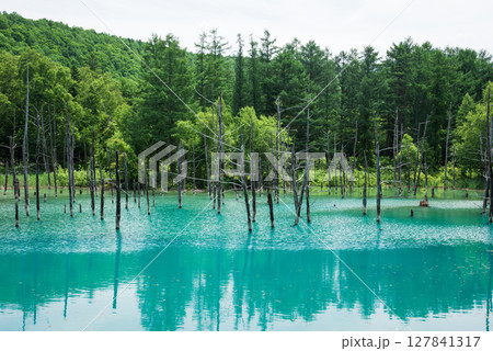 美瑛　青い池 127841317