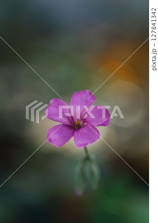野に咲くピンクのイモカタバミ 野に咲くピンクのイモカタバミ 127841342