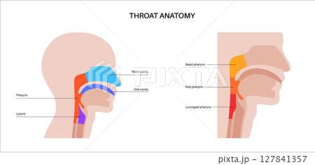 Throat anatomy poster Throat anatomy poster 127841357
