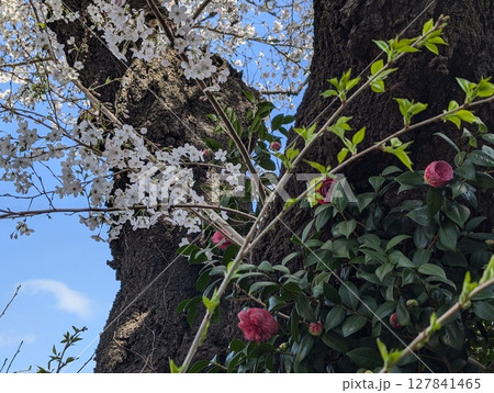 桜 127841465