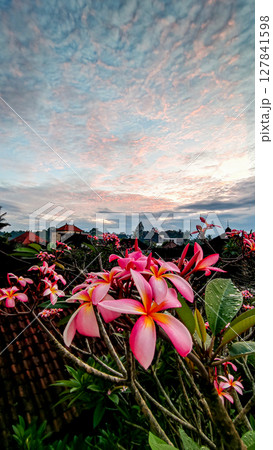 綺麗に咲いたピンクのプルメリアと朝焼け 127841598