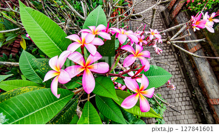 通りに綺麗に咲いたピンクのプルメリア 127841601