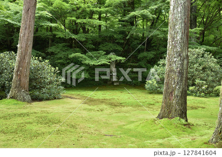京都大原三千院　有清園(京都市左京区) 127841604