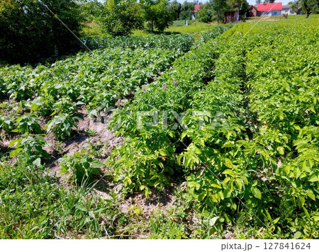 Potato Plants Thriving in Garden Soil With Lush Green Foliage During Sunny Growing Season 127841624