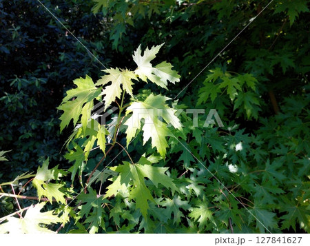 Bright Green Sharp Leaved Maple Leaves Basking in Sunlight Against a Dark Background 127841627