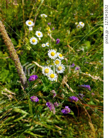 White Chamomile Wildflowers Blooming in a Lush Green Field on a Sunny Day 127841632