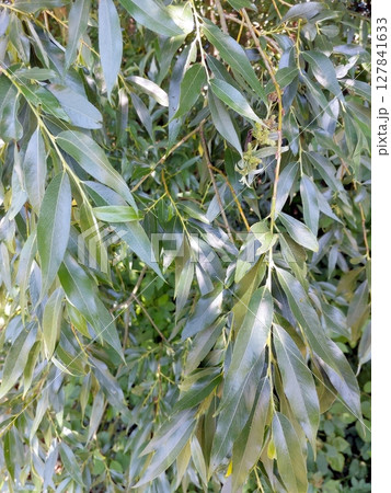 White Willow Leaves Gently Sway in the Breeze Under the Midday Sun Near a Tranquil Waterway 127841633