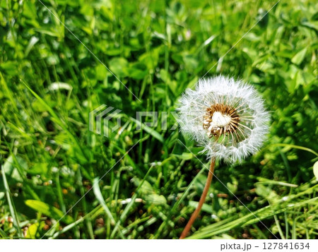 Dandelion Surrounded by Lush Green Grass on a Sunny Day in a Garden Setting 127841634