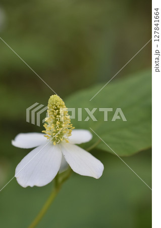 ドクダミ 127841664