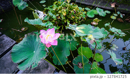 綺麗に咲いたウォーターリリー 127841725