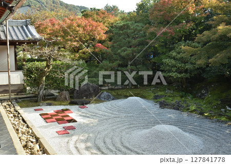 秋の圓徳院　方丈から見る南庭(京都市東山区)　 127841778