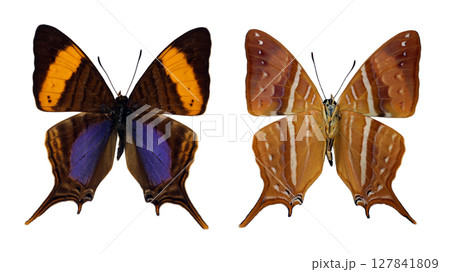 This visual showcases the isolated sides of Marpesia corinna butterflies, highlighting their distinct wing patterns and colors under natural light conditions, captured in a serene environment. This visual showcases the isolated sides of Marpesia corinna butterflies, highlighting their distinct wing patterns and colors under natural light conditions, captured in a serene environment. 127841809