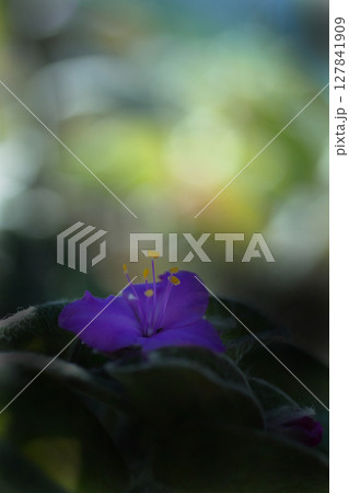 木漏れ日に輝く紫のトラディスカンティア・シラモンタナ 127841909