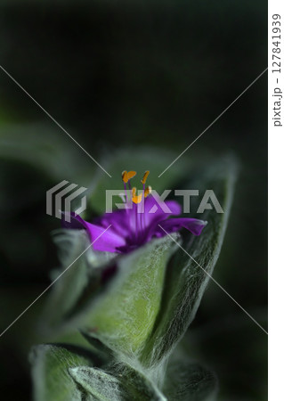 紫の花を付けるトラディスカンティア・シラモンタナ 127841939